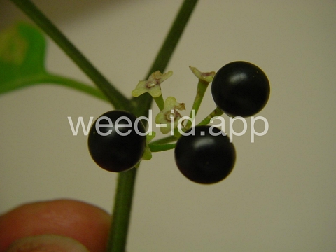 nightshade, American black